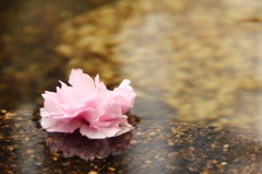 水面に咲く桜