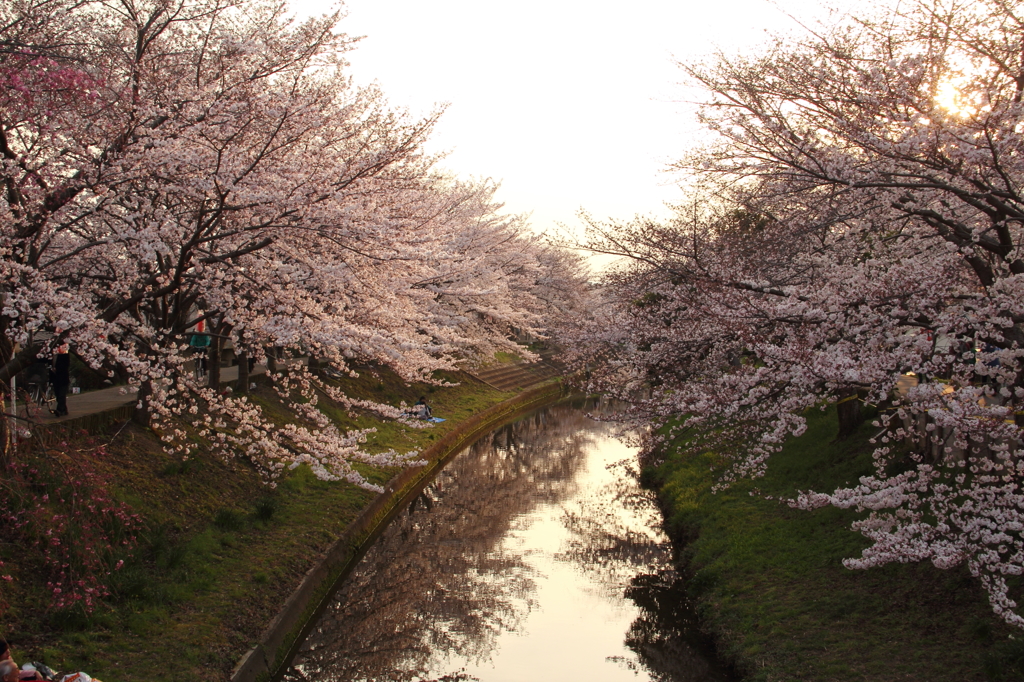 佐保川の桜