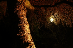 夜　×　桜の幹