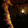 夜　×　桜の幹