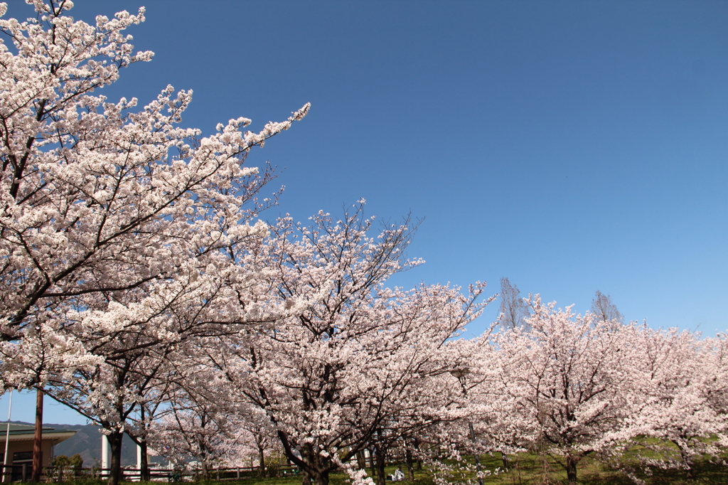 桜並木