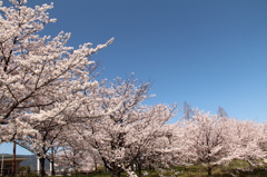 桜並木
