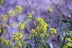 菜の花　後ろに桜を添えて。