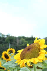 太陽を目指して