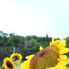 太陽を目指して