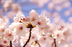 桜