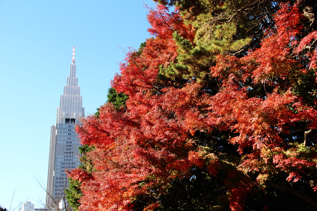 新宿御苑④