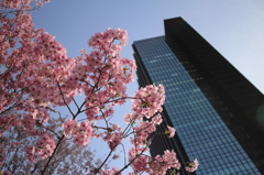 桜③