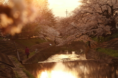 夕日　×　桜　×　