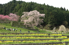 又兵衛桜