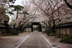 桜のお寺