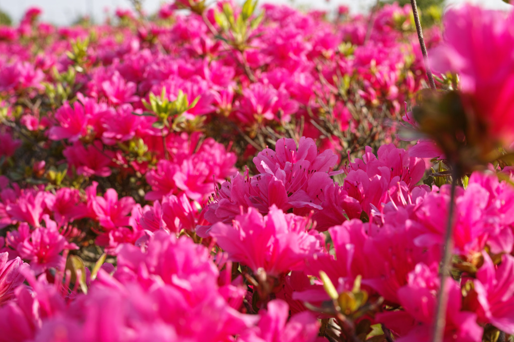 尾張広域緑道の花