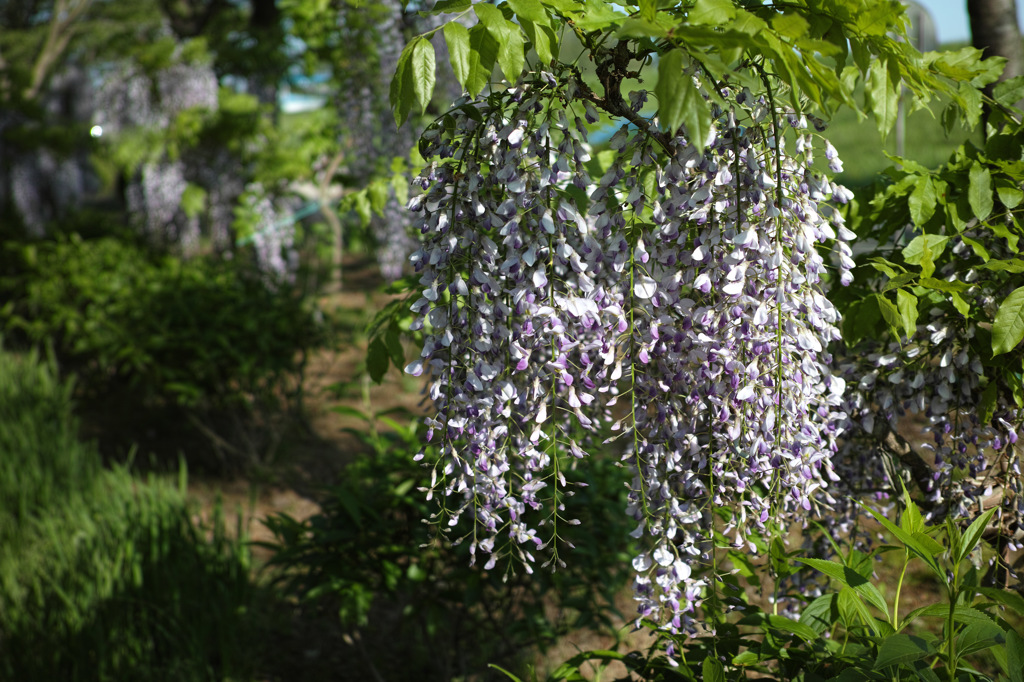 木曽川のサイクリングロードの藤の花