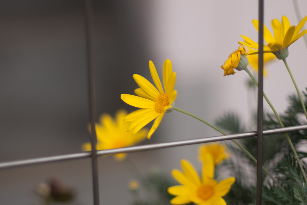 yellow petals