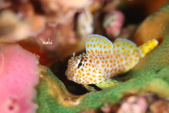 セダカギンポ