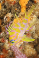 マダラハナダイ