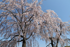 桜　①　