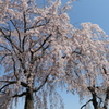 桜　①　