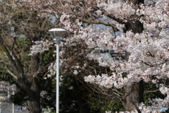 桜　②