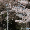 桜　②