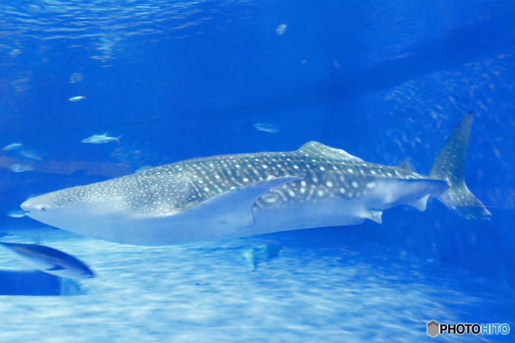 ジンベエザメ＠いおワールド水族館