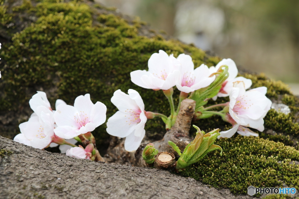 さくら お花見