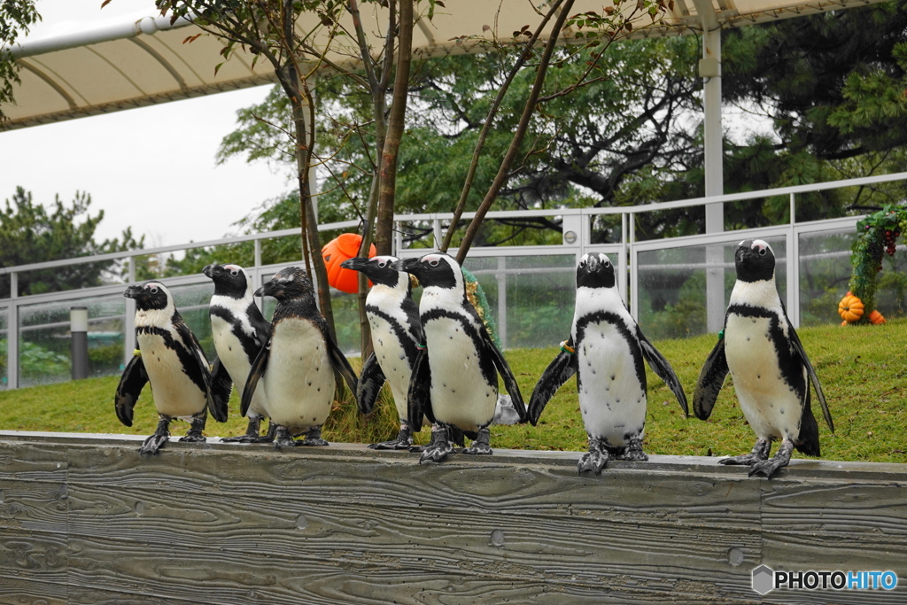 ケープペンギン