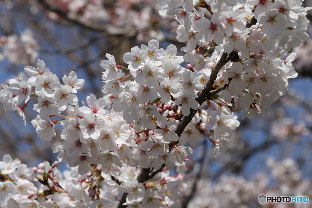 桜　③　