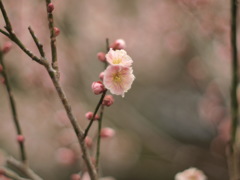 観心寺の梅