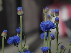 サファイアブルー