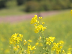 淡路島　菜の花