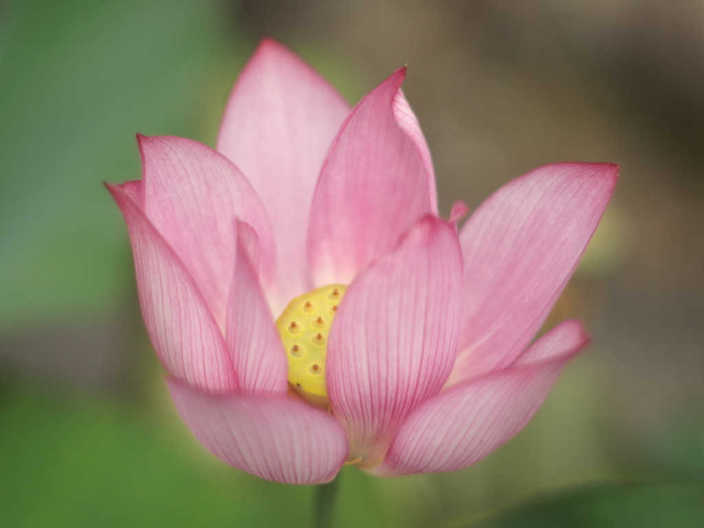 花の文化園　ハスの花
