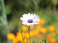 花の文化園にて