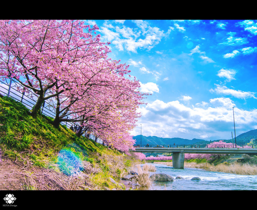 河津桜～ふるさと～１