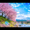 河津桜～ふるさと～１
