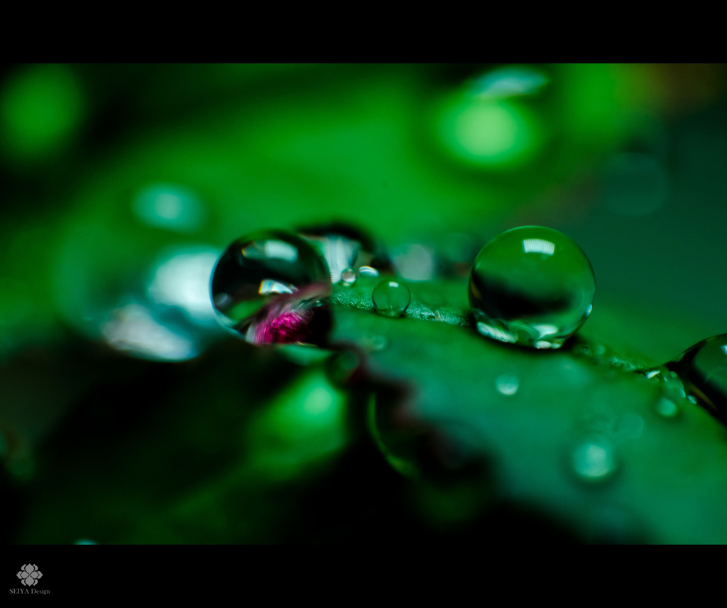朝露