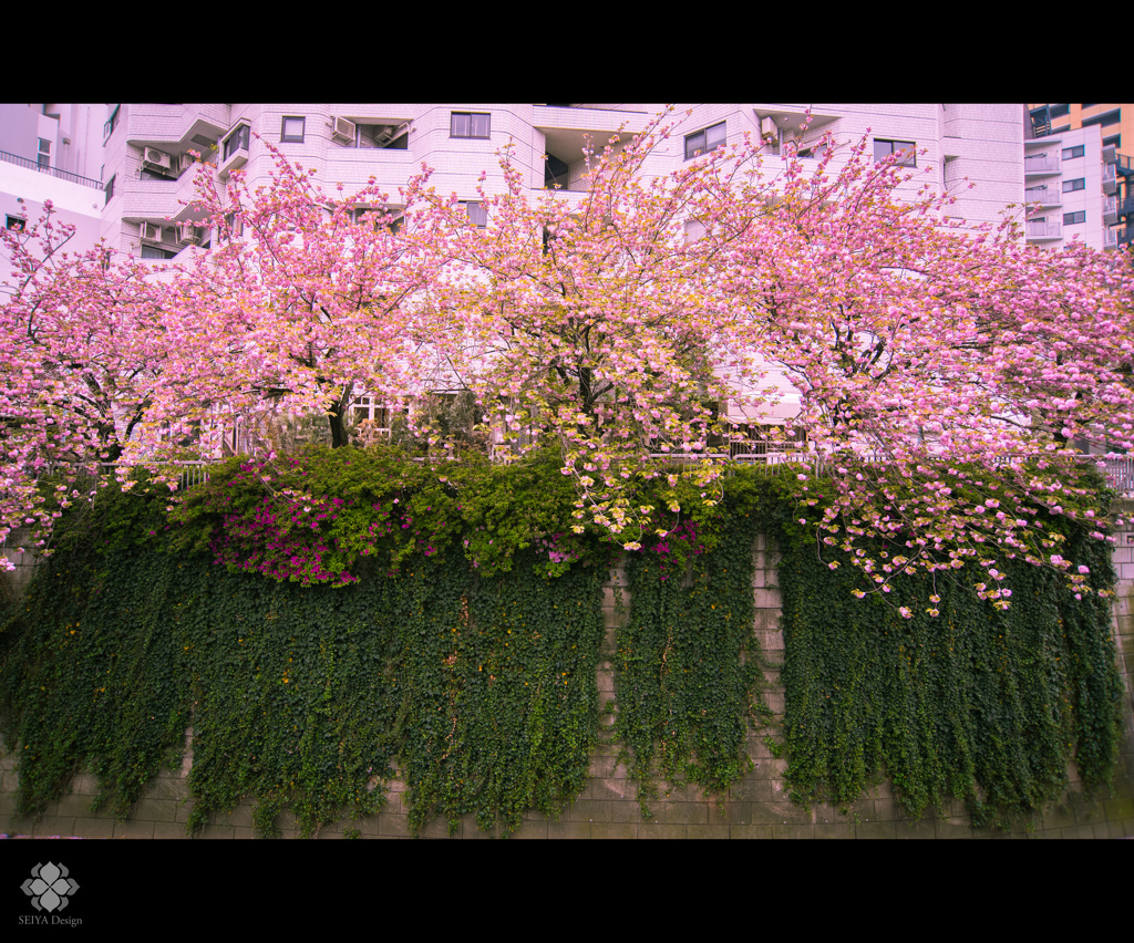 中目黒　八重桜