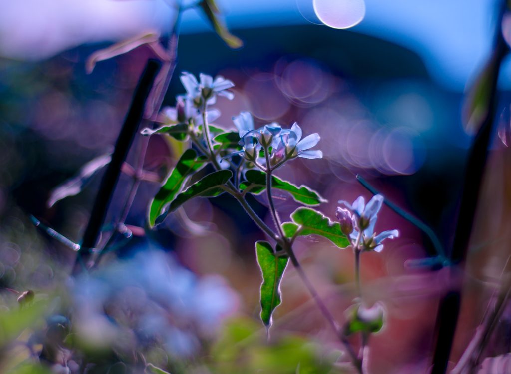 Blue Star