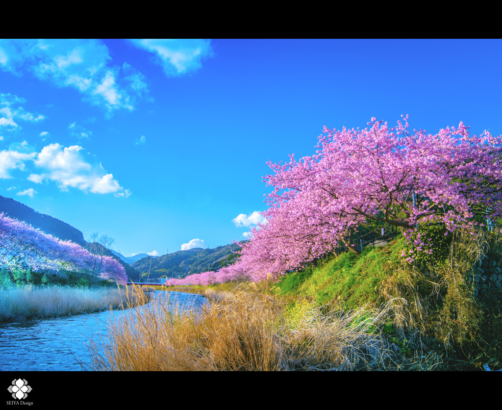 河津桜～ふるさと～２