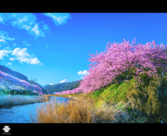 河津桜～ふるさと～２