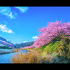 河津桜～ふるさと～２