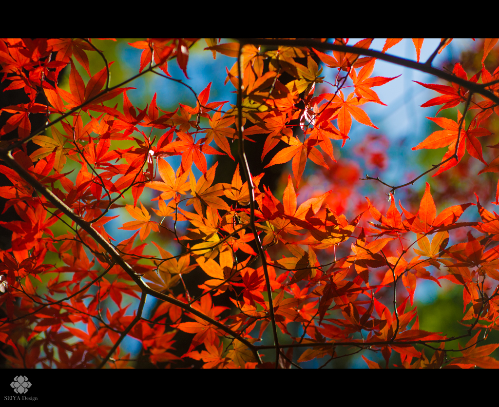 紅フィルター