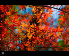 紅フィルター