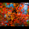 紅フィルター