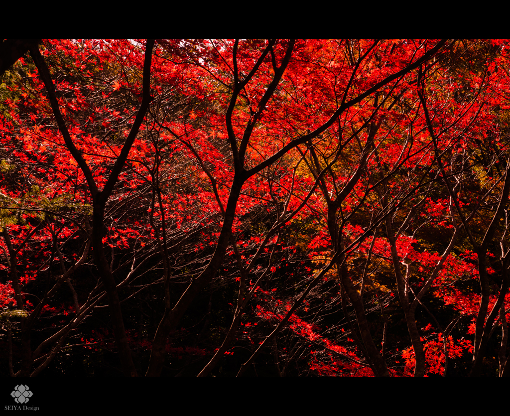 濃紅