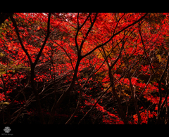 濃紅