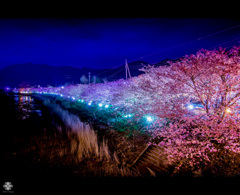 河津桜