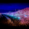 河津桜