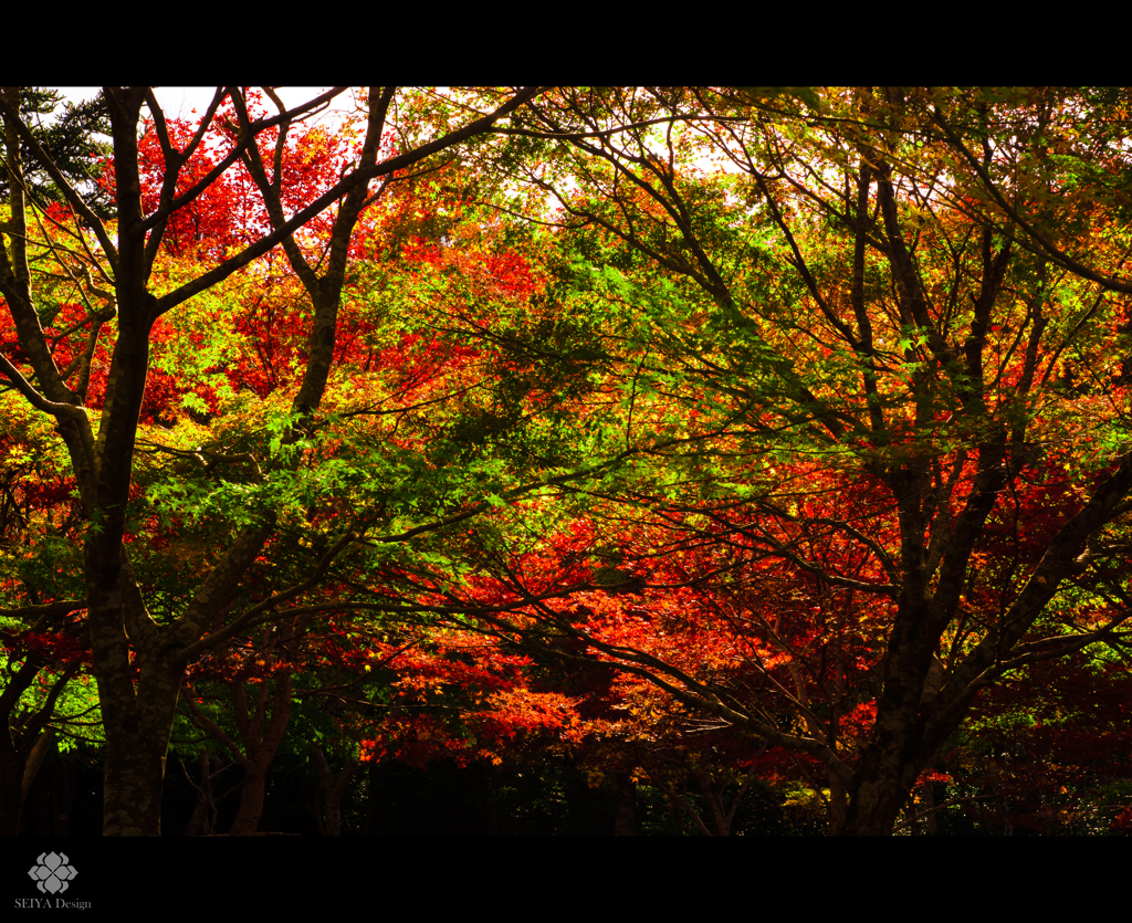 紅