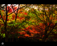 紅